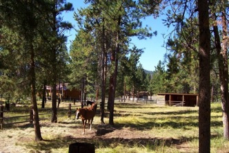 Horse corral Alta Vista