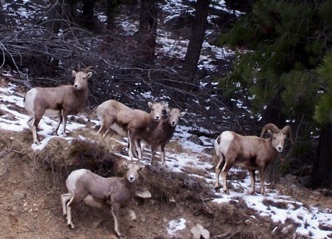 Montana Cabin Rentals Alta Ranch In Winter