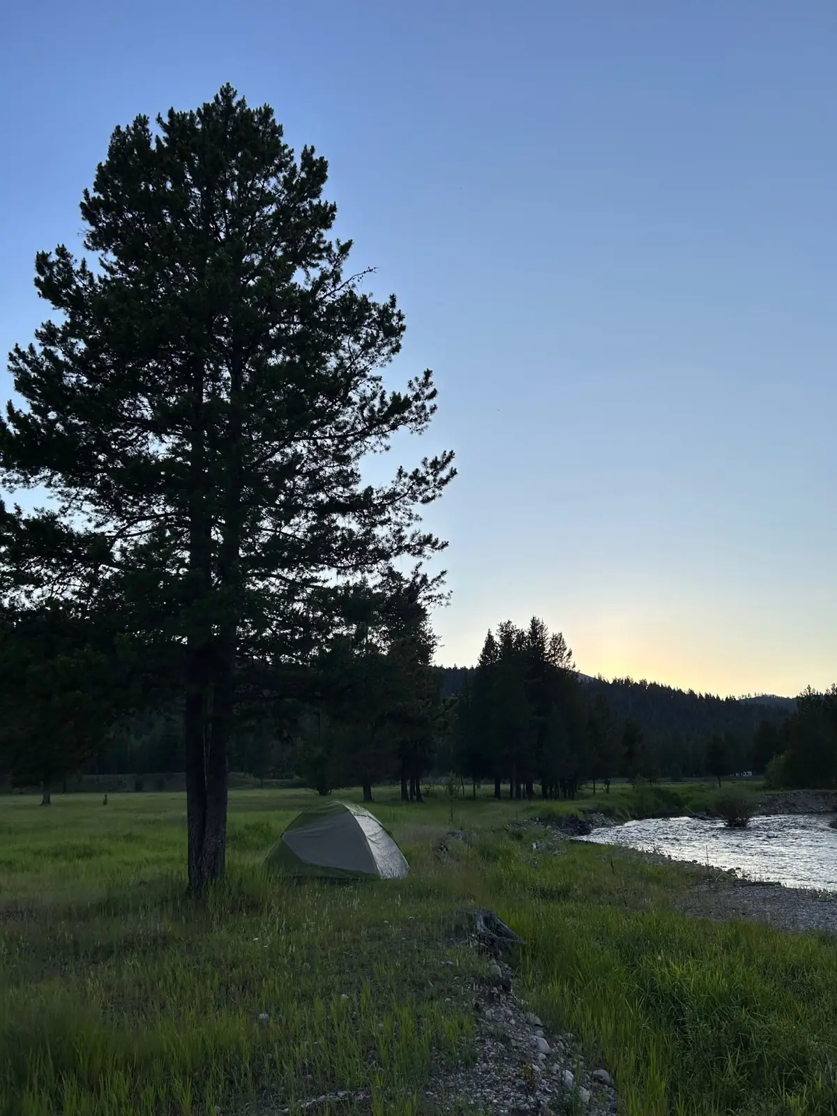 A lone ponderosa pine on the ranch at blue hour