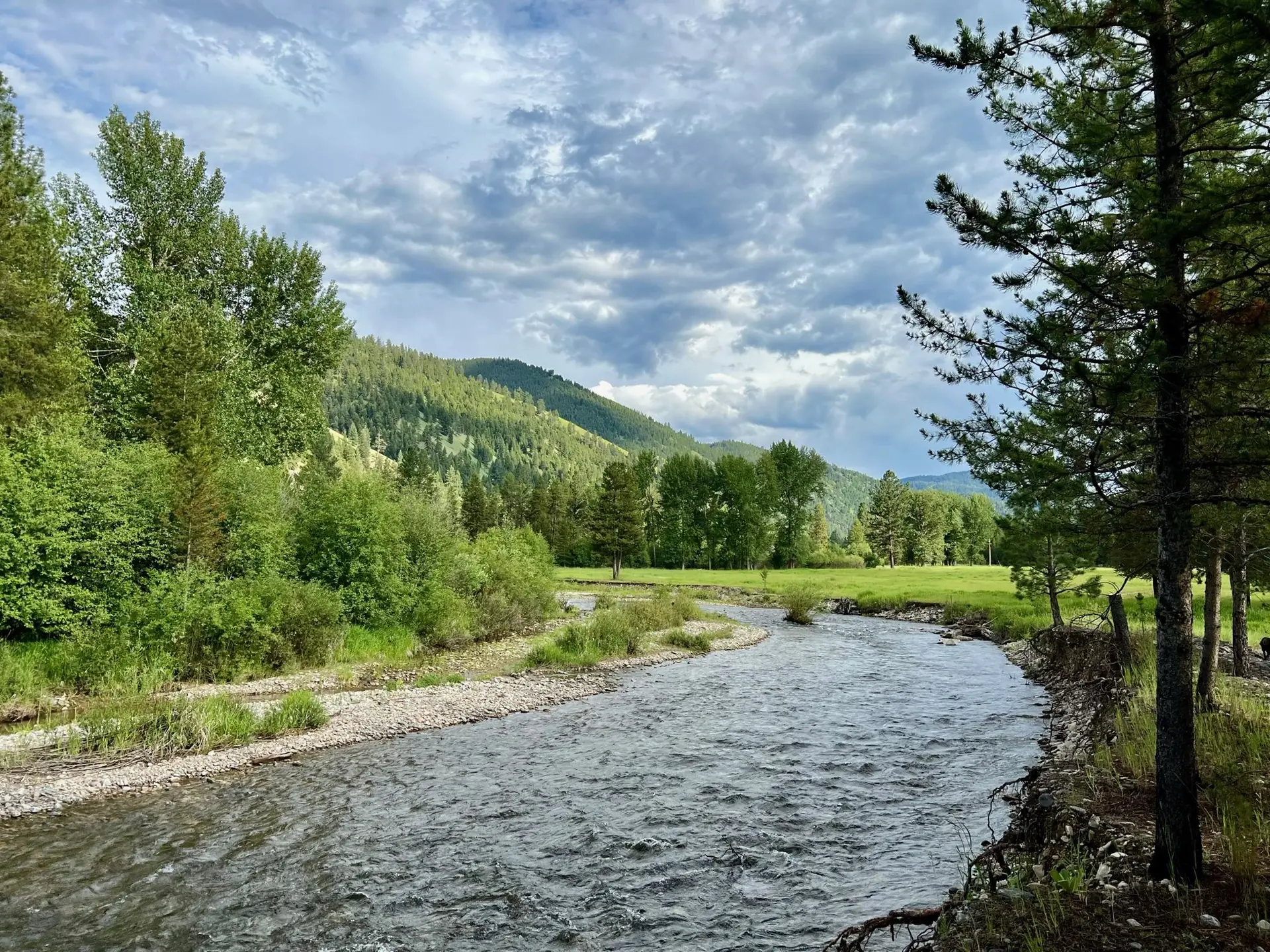 The West Fork of the Bitterroot River running past tall pines on Alta Ranch